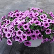 Petunia Easy Wave Plum Vein (4112)